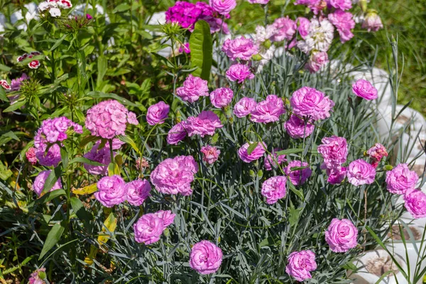 Çiçek açan pembe Dianthus caryophyllus çiçekleri. Genellikle karanfil ya da karanfil pembesi olarak bilinir..