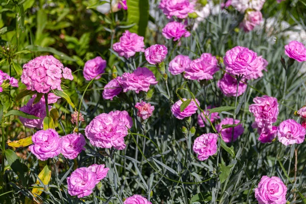 Çiçek açan pembe Dianthus caryophyllus çiçekleri. Genellikle karanfil ya da karanfil pembesi olarak bilinir..