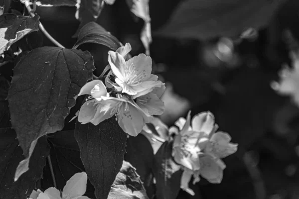 Цветущие Жасминовые Цветы Саду Летом Черно Белое Фото — стоковое фото