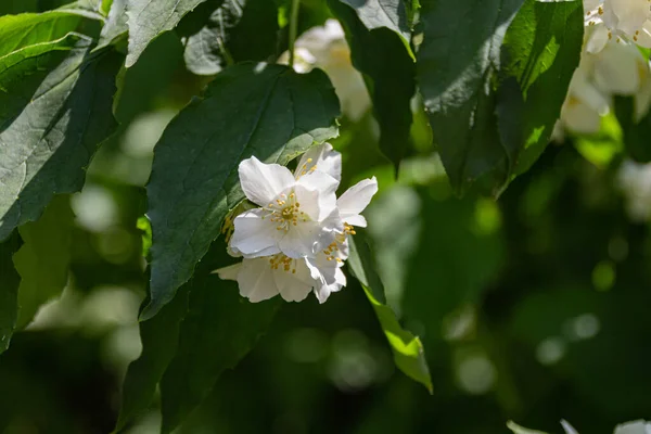 Blooming White Jasmine Flowers Garden Summer — Stock Photo, Image
