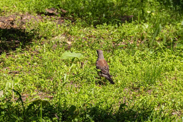 Drosselvogel Spaziert Sommer Gras Park — Stockfoto