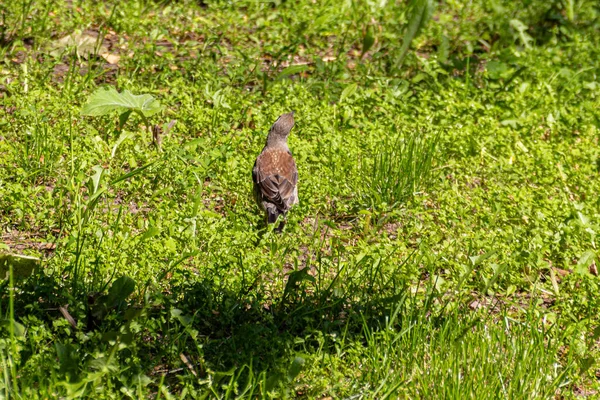 Thrush Pássaro Andando Grama Parque Verão — Fotografia de Stock