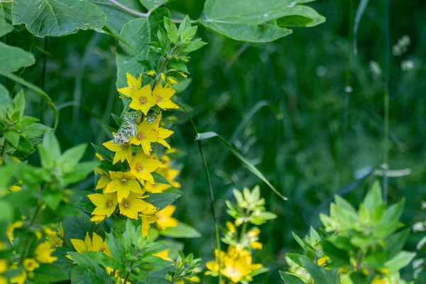 노란색 Lysimachia Vulgaris 부락으로 도알려져 — 스톡 사진