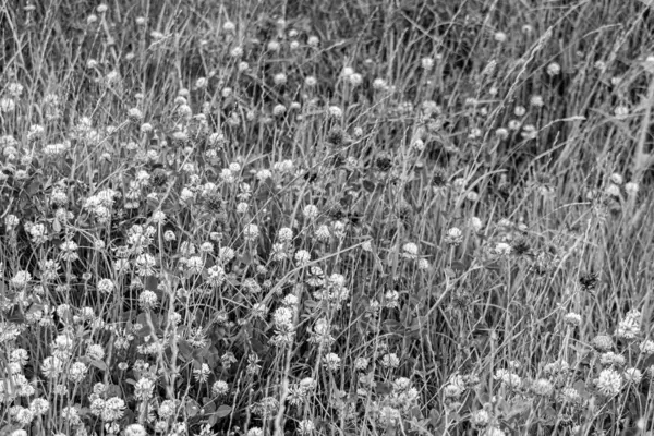 Çiçek açan yonca (trifolium) çiçekli çayır, siyah beyaz fotoğraf
