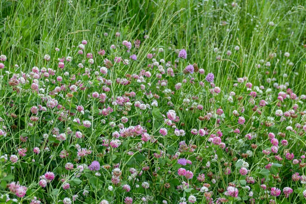 Prairie Avec Des Fleurs Trèfle Fleuri Trifolium — Photo