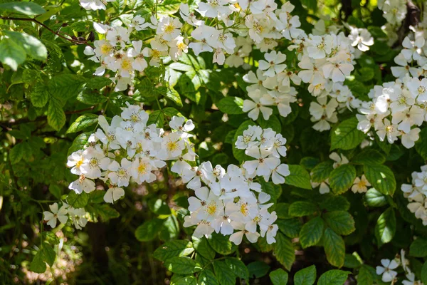 公園内に白い野生の桜 Prunus Avium の花を咲かせます — ストック写真
