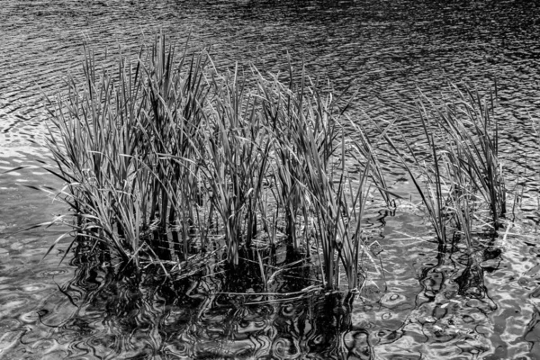 夏にモスクワ公園の池にある白黒の植物 — ストック写真