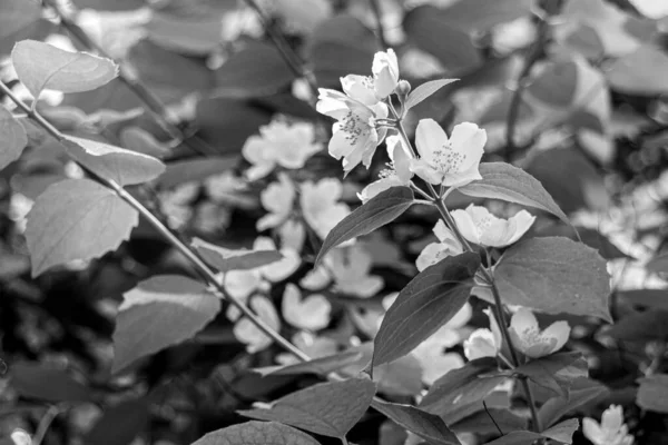 Цветущие Белые Жасминовые Цветы Ветке Парке Черно Белое Фото — стоковое фото