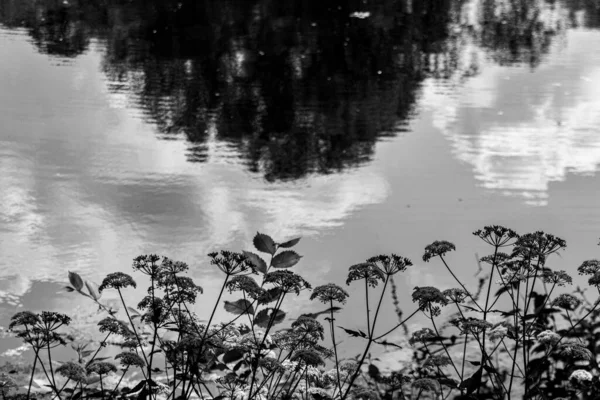 黒と白の写真の間に池の近くにサンブカスの花を咲かせます — ストック写真