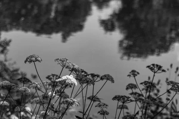 黒と白の写真の間に池の近くにサンブカスの花を咲かせます — ストック写真