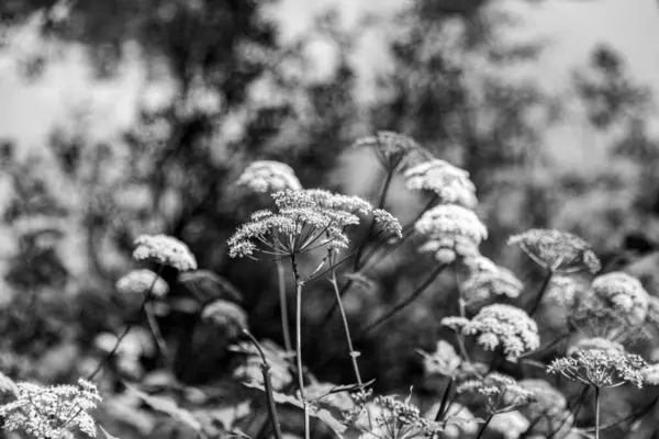 Цветущие Цветы Самбука Пруда Летом Черно Белое Фото — стоковое фото