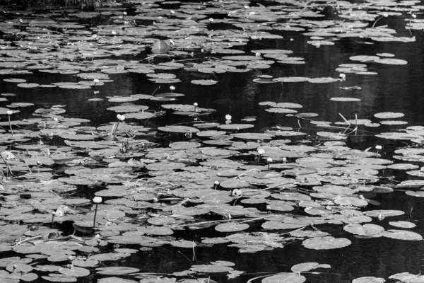 Nymphaea Water Lilies Waterlily Aquatic Vegetation Water Plants Black White — Stock Photo, Image