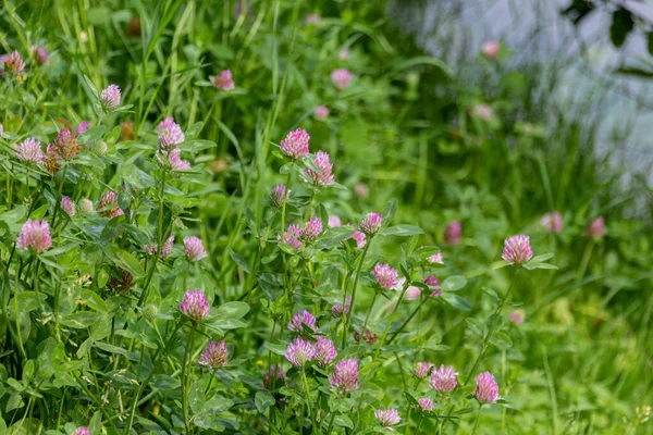 Łąka Kwitnącą Koniczyną Trifolium — Zdjęcie stockowe