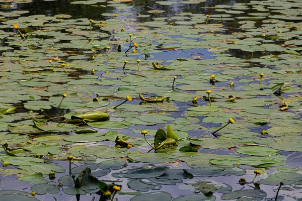 Nymphaea Nenúfares Nenúfares Vegetación Acuática Plantas Acuáticas — Foto de Stock