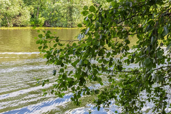 View Tree Pond Park Summer — Stock Photo, Image