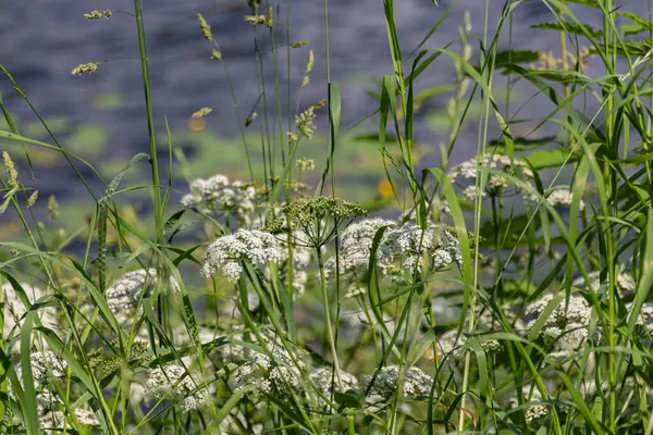 Bloeiende Kleine Witte Bloemen Buurt Van Vijver Zomer — Stockfoto