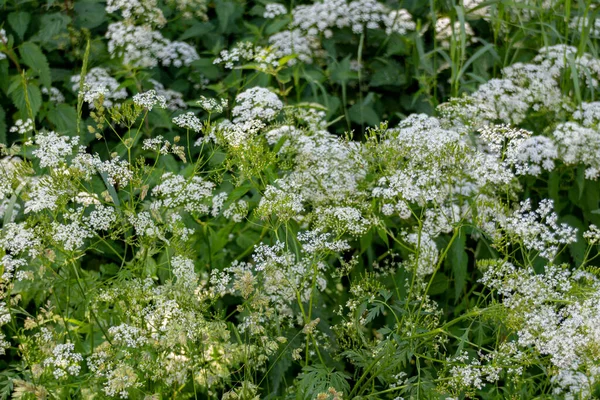 Bloeiende Kleine Witte Bloemen Het Park Zomer — Stockfoto