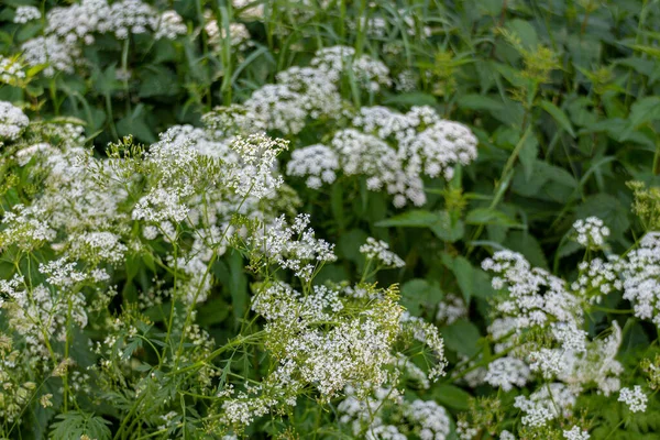 Bloeiende Kleine Witte Bloemen Het Park Zomer — Stockfoto