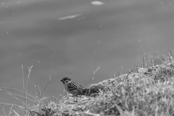 Spatzenpaar Gras Teich Schwarz Weiß Sommerfoto — Stockfoto