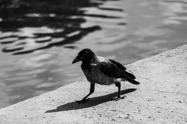 Raven Corvus Cornix Walking Pond Black White Photo — Stock Photo, Image
