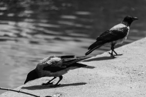 池塘附近的两对乌鸦 Corvus Cornix 黑色和白色照片 — 图库照片