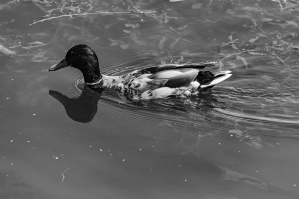 Pato Mallard Nadando Estanque Foto Blanco Negro —  Fotos de Stock