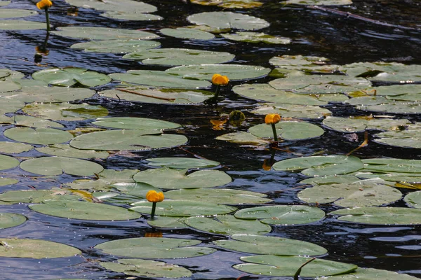 Нимфы Водяные Лилии Водяные Лилии Водная Растительность Водные Растения — стоковое фото