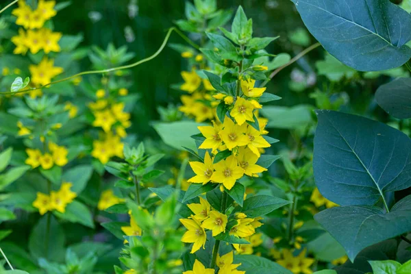 Цвіте Жовтими Квітками Лисимахії Вульгарних Також Відомий Жовтий Вільний Або Ліцензійні Стокові Фото
