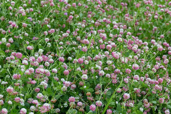 Grasveld Met Bloeiende Klavertjes Trifolium Bloemen Stockfoto