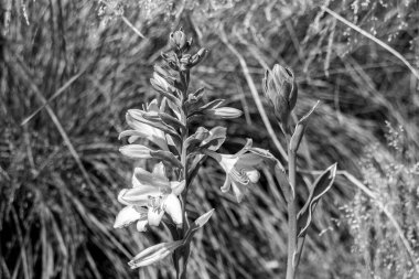 Çayırda çiçek açan Lysimachia çiçekleri, siyah beyaz fotoğraf. Güzel yaz çayırı.