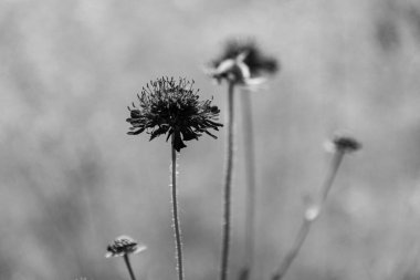 Çayır üzerinde çiçek açan Trifolium pratense (Yonca), siyah beyaz fotoğraf. Güzel yaz çayırı.