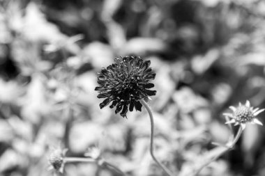 Çayır üzerinde çiçek açan Trifolium pratense (Yonca), siyah beyaz fotoğraf. Güzel yaz çayırı.