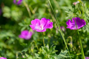 Parkta çiçek açan mor sardunya çiçekleri. Turna yapraklı bahçe.