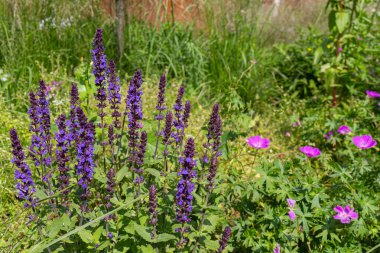 Yaz boyunca parkta çiçek açan mor Anacamptis morio çiçekleri..