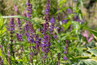 Yaz boyunca parkta çiçek açan mor Anacamptis morio çiçekleri..