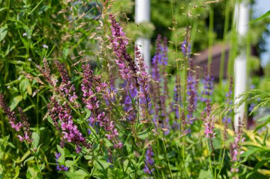 Yaz boyunca parkta çiçek açan mor Anacamptis morio çiçekleri..