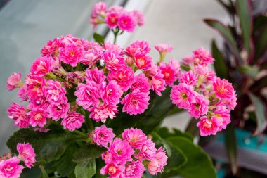 Açık arkaplanda çiçek açan pembe kalanchoe, yakın plan fotoğrafı.