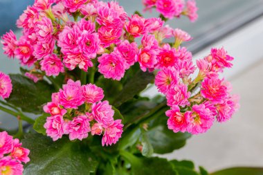 Açık arkaplanda çiçek açan pembe kalanchoe, yakın plan fotoğrafı.