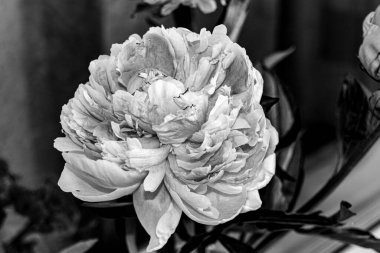 Pencerenin yanında çiçek açan şakayık çiçekleri, siyah beyaz fotoğraf