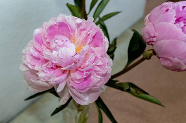 Pencerenin yanında açan pembe şakayık çiçekleri, yaz çiçekleri.