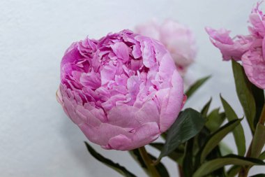 Açık arkaplanda çiçek açan pembe şakayık çiçekleri, yaz çiçekleri.