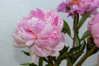 Açık arkaplanda çiçek açan pembe şakayık çiçekleri, yaz çiçekleri.