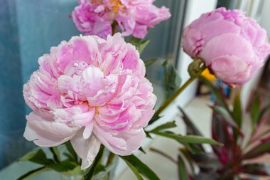 Pencerenin yanında açan pembe şakayık çiçekleri, yaz çiçekleri.