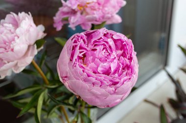 Pencerenin yanında açan pembe şakayık çiçekleri, yaz çiçekleri.