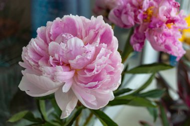 Pencerenin yanında açan pembe şakayık çiçekleri, yaz çiçekleri.