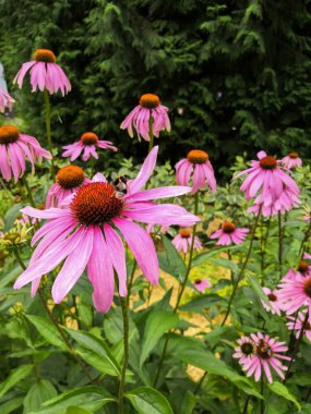Parktaki bahçede çiçek açan Echinacea çiçekleri