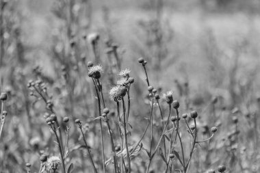 Bir çayır, siyah ve beyaz fotoğraf üzerinde Çiçeksiz devedikenleri (Carduus)
