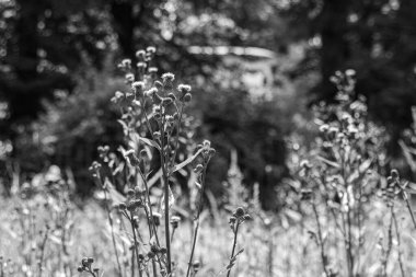 Bir çayır, siyah ve beyaz fotoğraf üzerinde Çiçeksiz devedikenleri (Carduus)