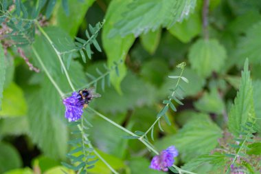 Bumblebee parkta Anacamptis Morio çiçeklerinden polen topluyor..