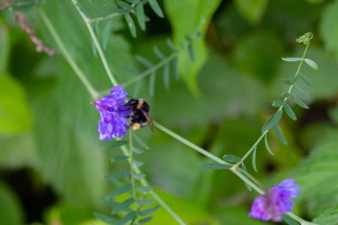 Bumblebee parkta Anacamptis Morio çiçeklerinden polen topluyor..
